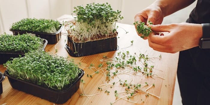 Bisnis Microgreens